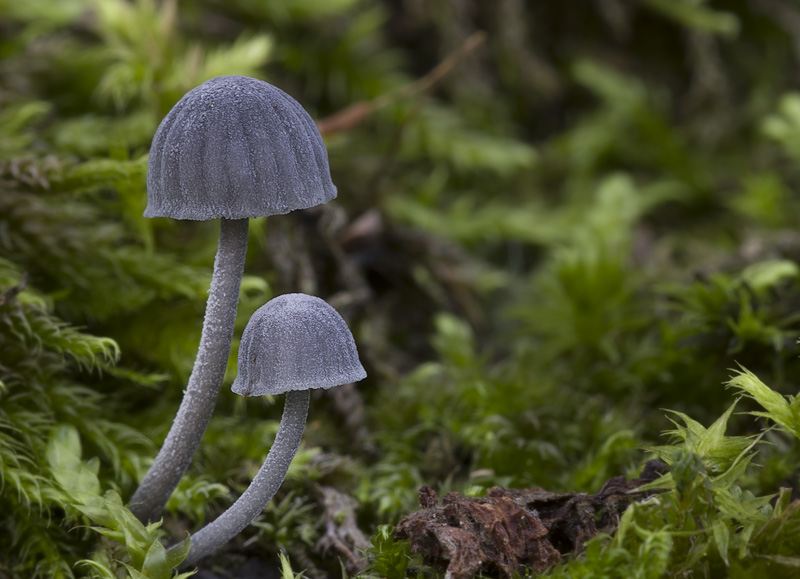 Mycena pseudocorticola